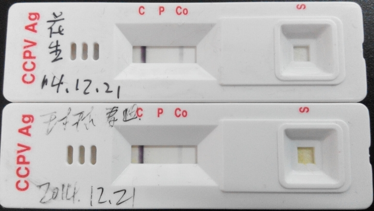 犬冠狀病毒抗原檢測(cè)